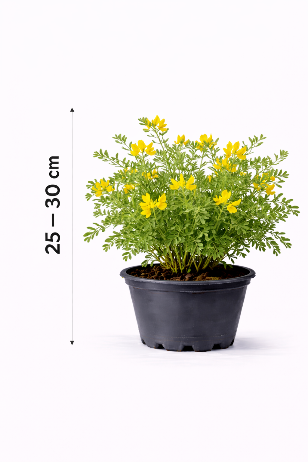 Hippocrepis emerus 25 - 30