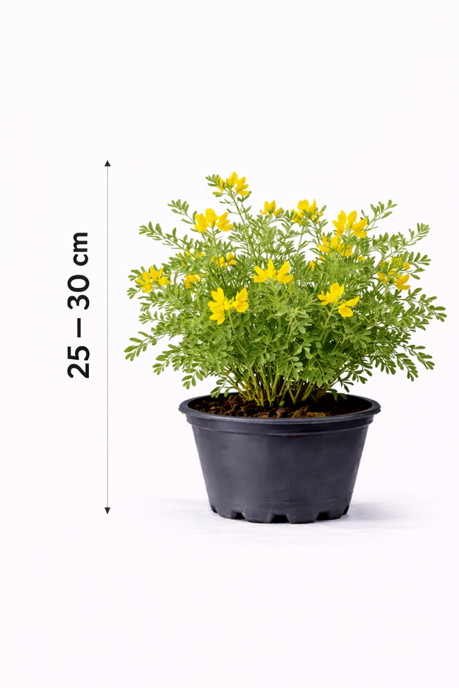 Hippocrepis emerus 25 - 30