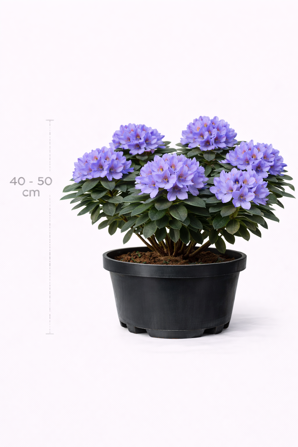 Rhodo (pont.) 'Blue Jay' 40 - 50 C4