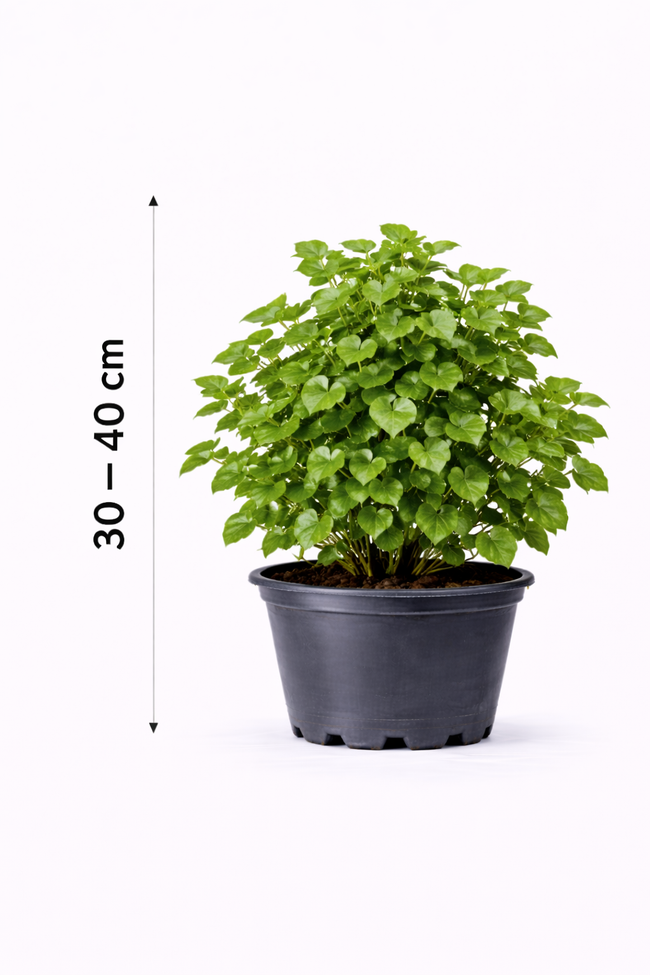 Hedera helix 'Arborescens' 30 - 40
