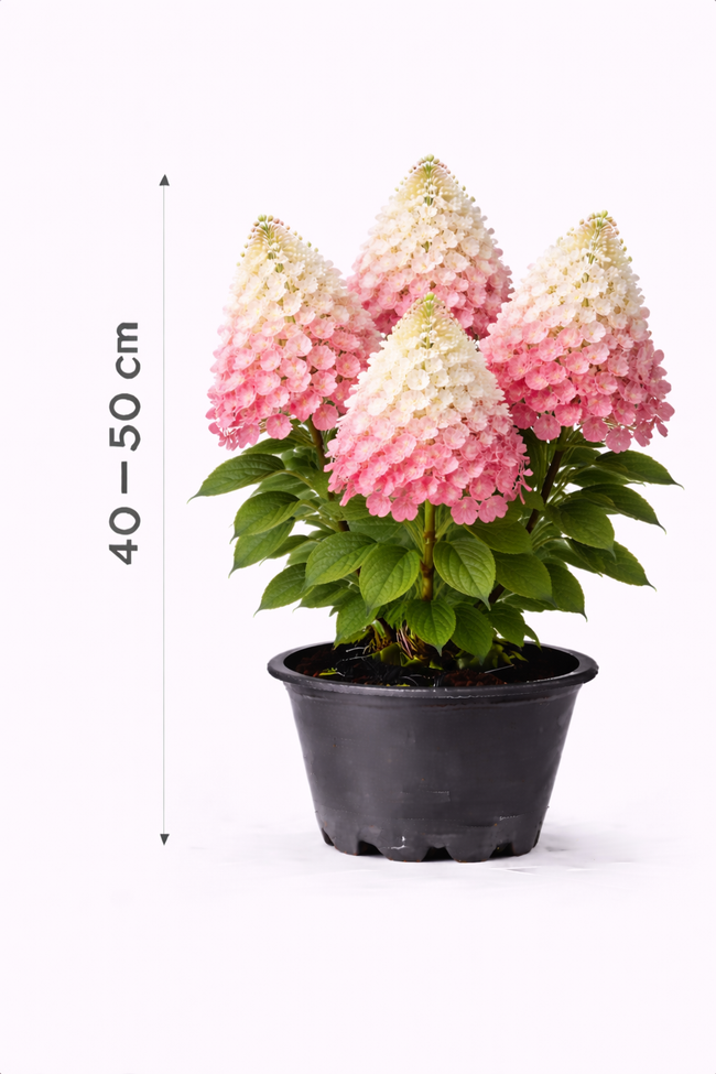 Hydrangea pan. 'Pink Diamond' 40 - 50