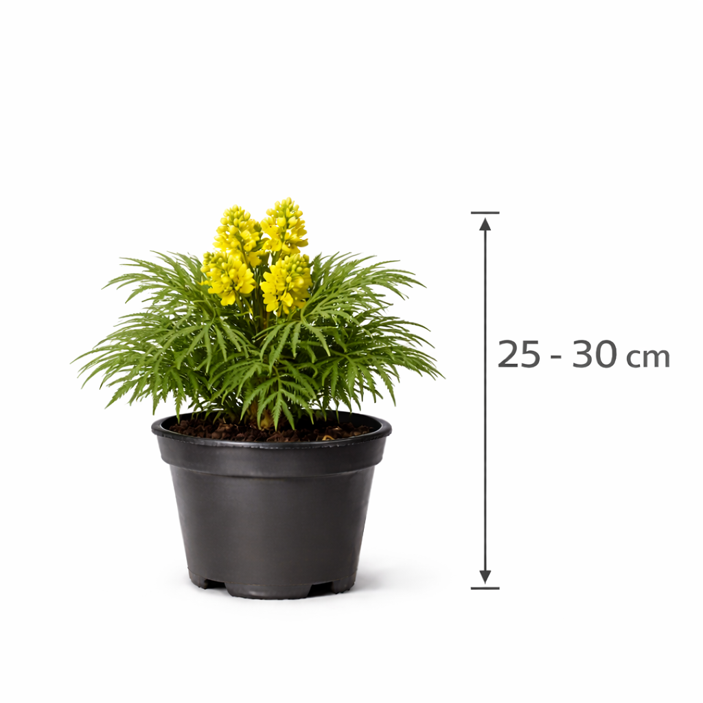 Mahonia eur. 'Soft Caress' 25 - 30
