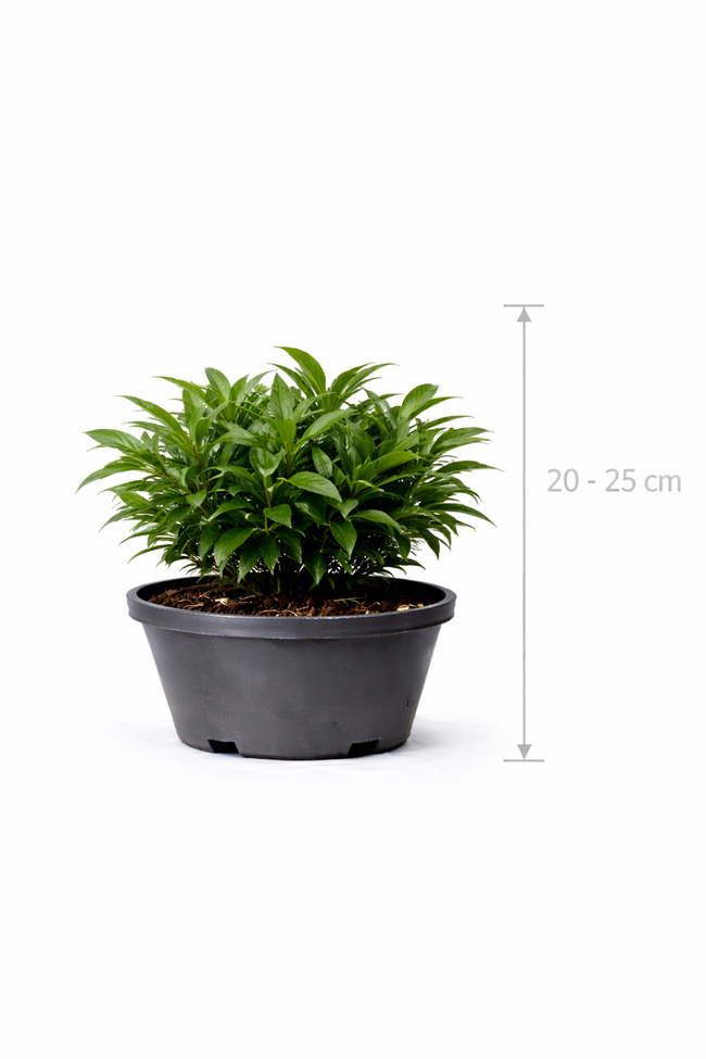 Sarcococca confusa 20 - 25