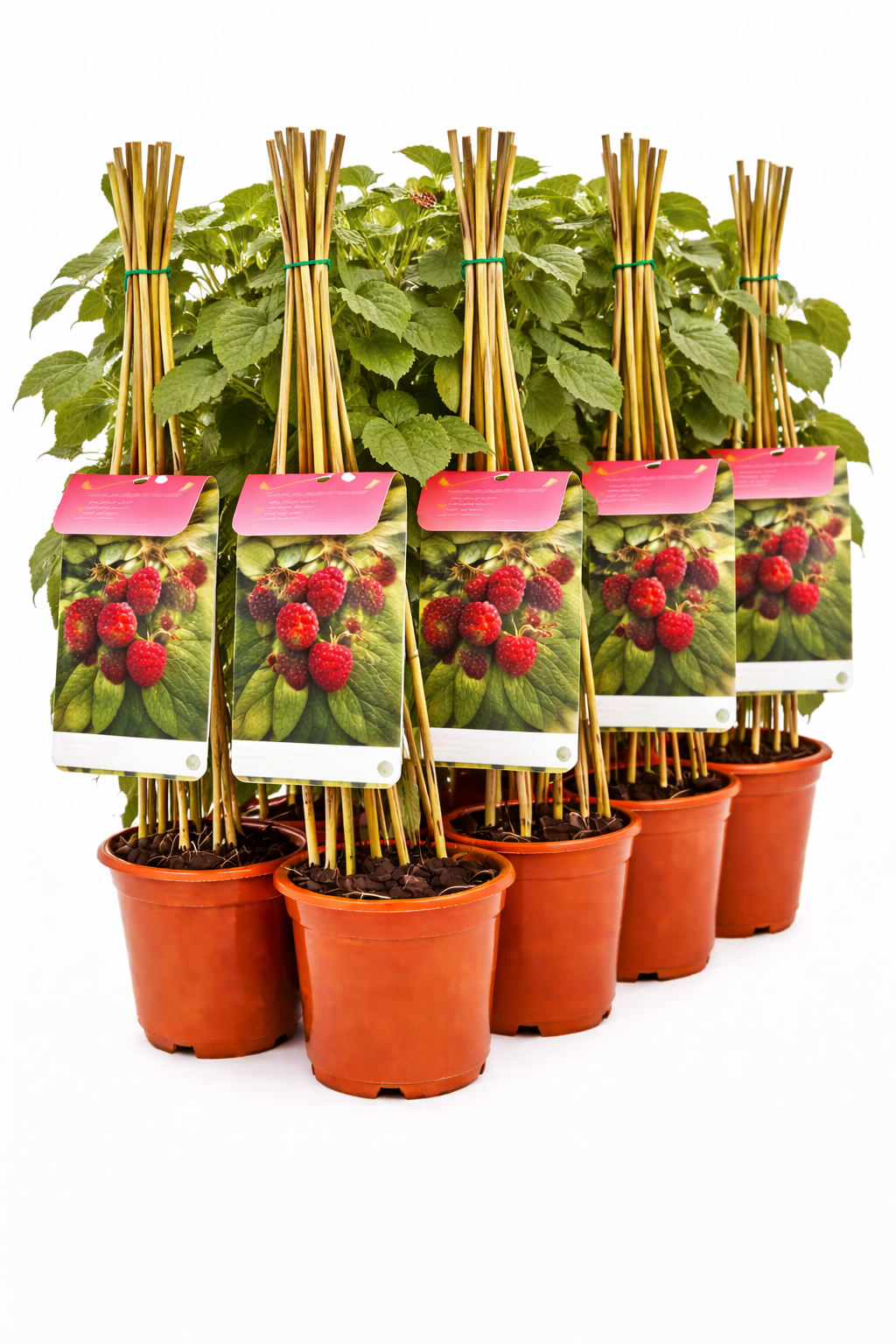 Rubus phoenicolasius struik