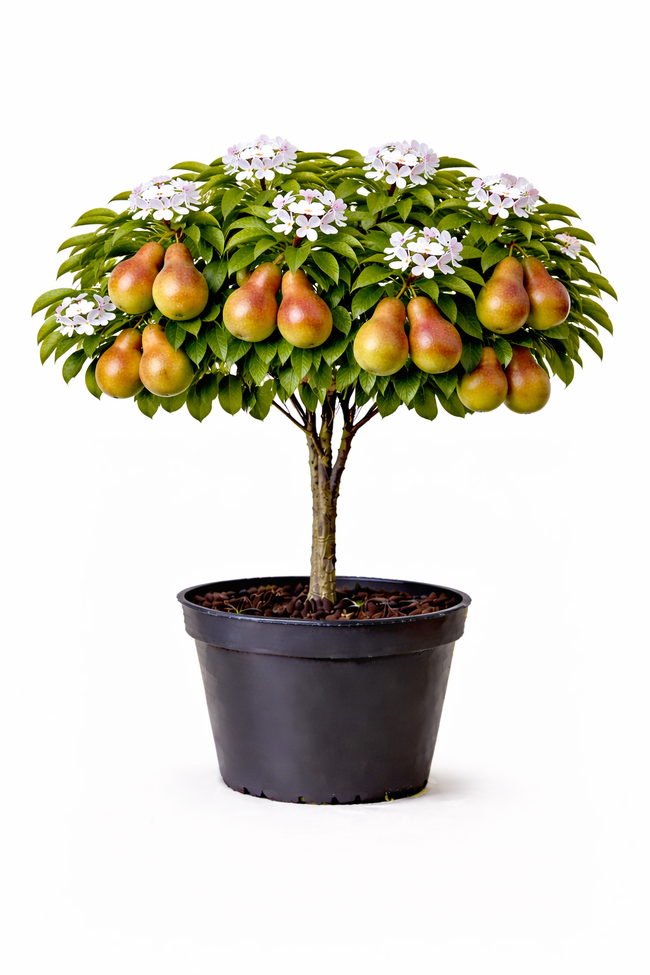 Pyrus comm. 'Doyenne du Comice' struik C7.5