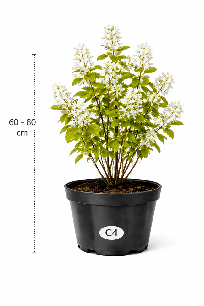 Amelanchier lamarckii 60 - 80