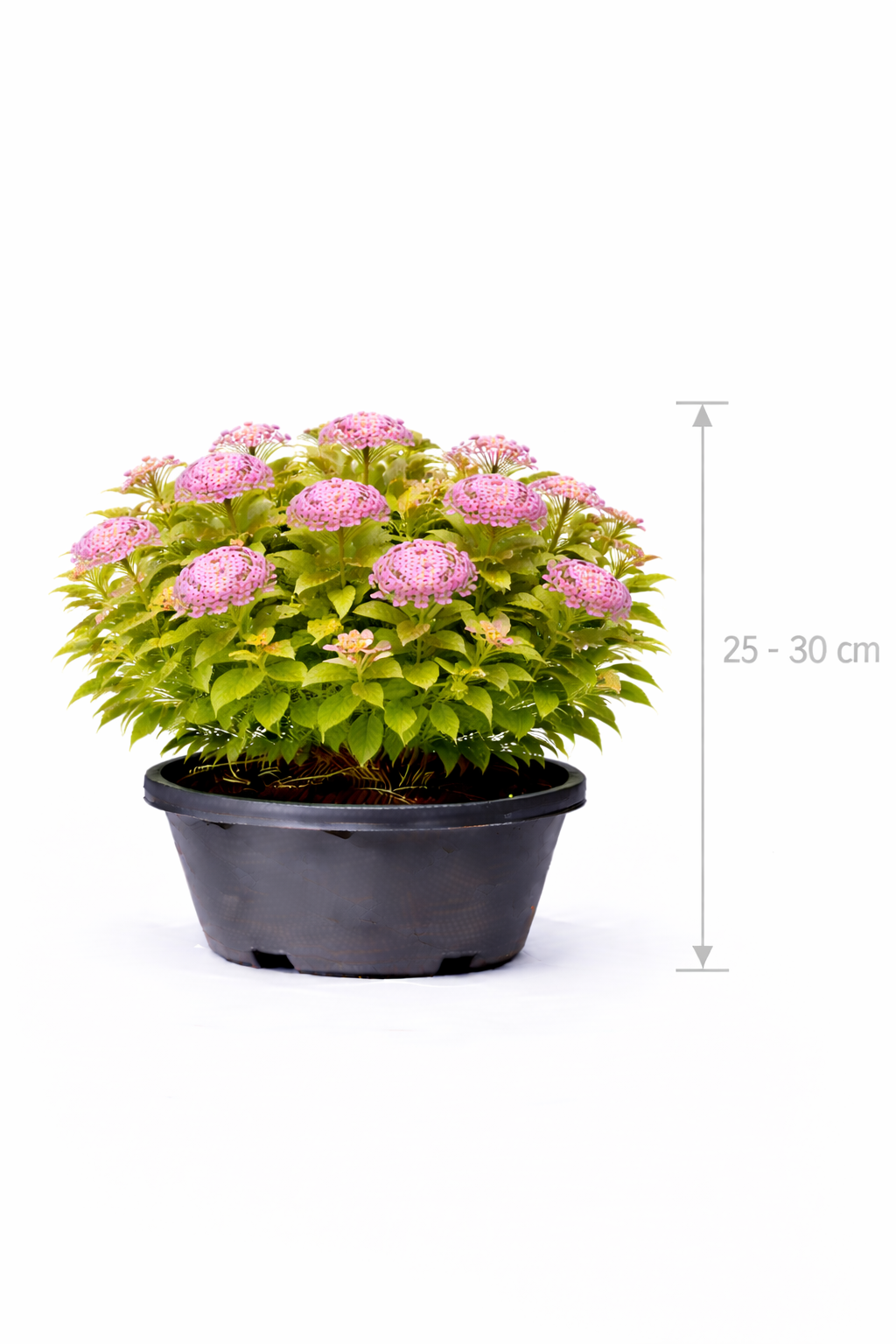 Spiraea jap. 'Little Princess' 25 - 30