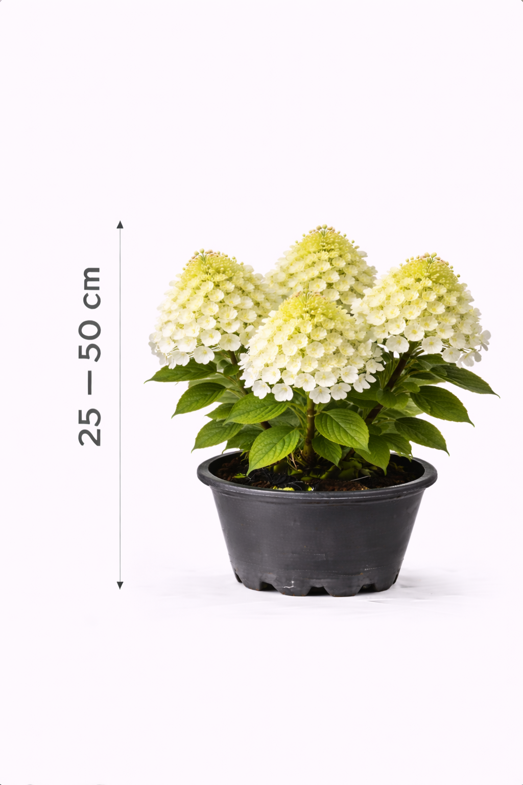 Hydrangea pan. 'Little Lime' 25 - 30