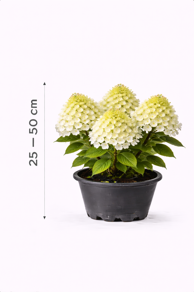 Hydrangea pan. 'Little Lime' 25 - 30