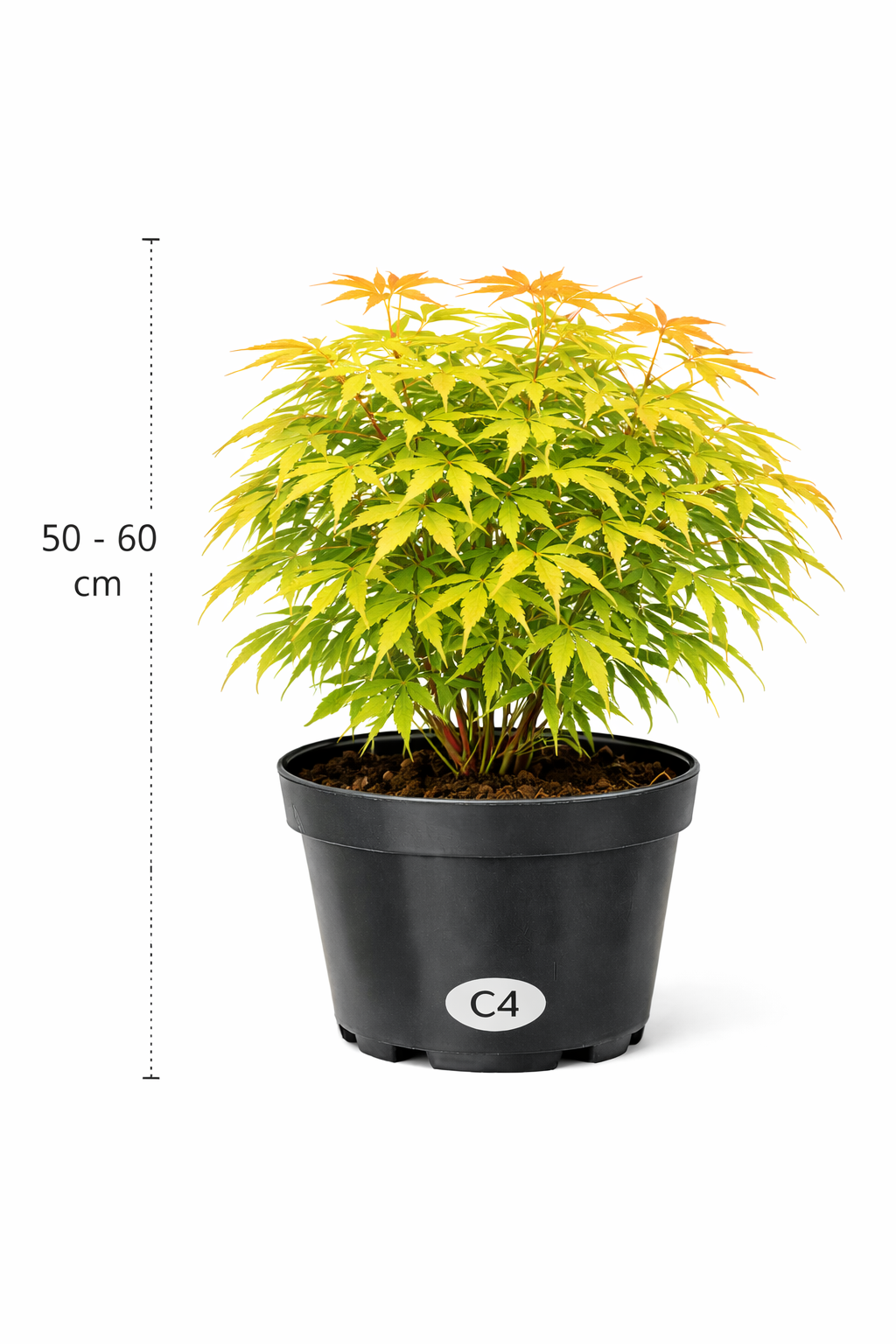 Acer palm. 'Sangokaku' 50 - 60 C4