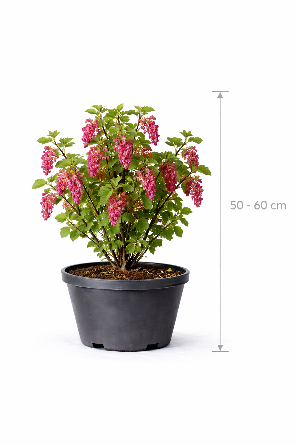 Ribes sang. 'King Edward Vii' 50 -  60