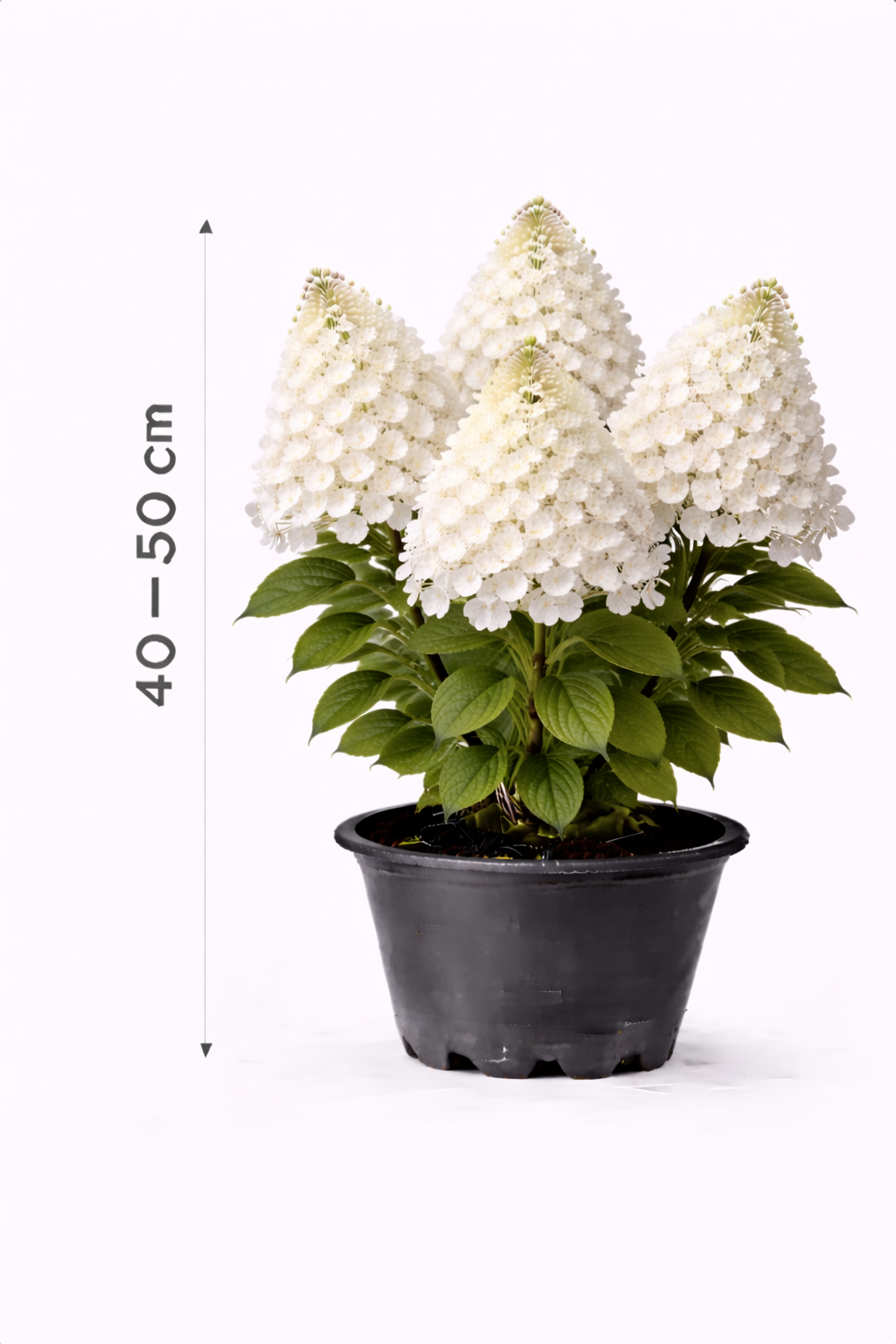 Hydrangea pan. 'Polar Bear' 40 - 50