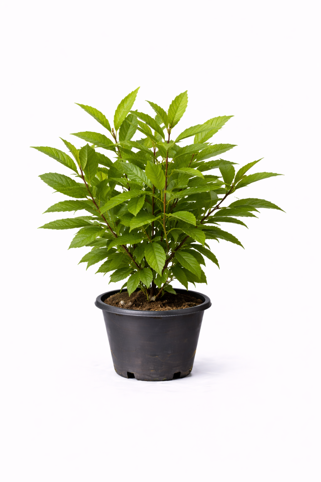 Castanea sativa struik c5