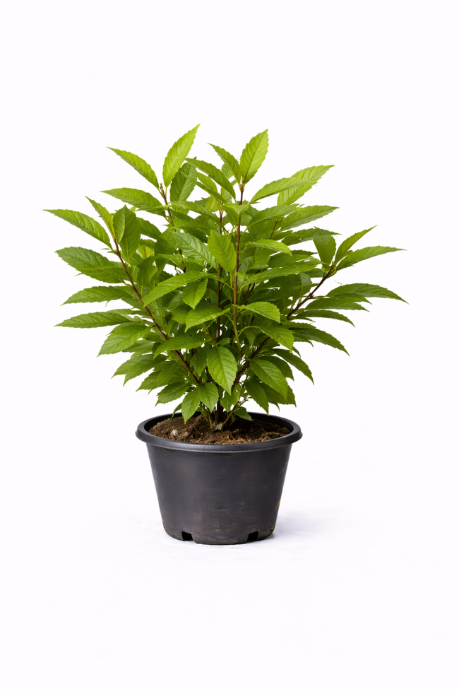 Castanea sativa struik c5