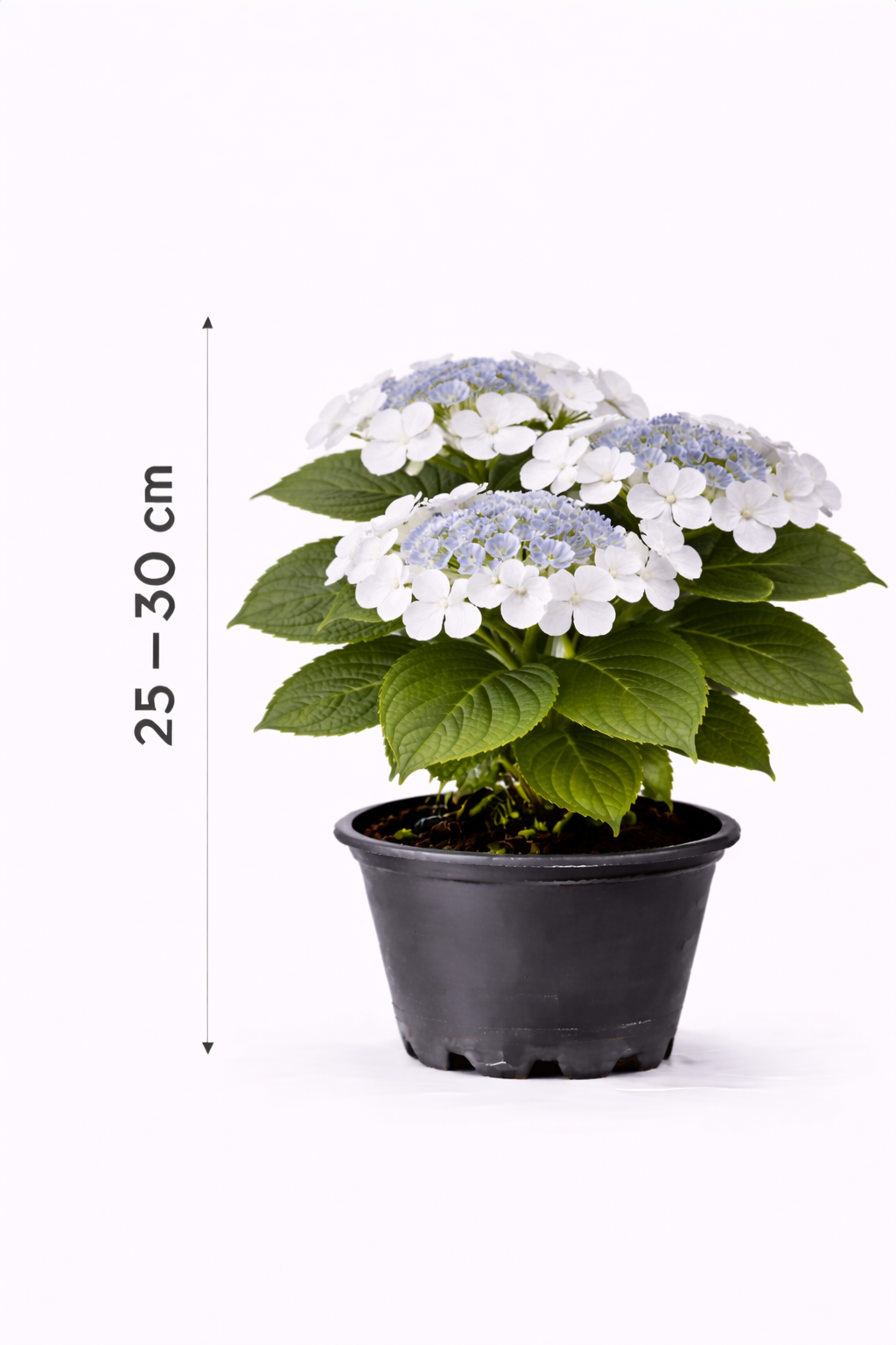 Hydrangea macr. 'Mariesii Grand.' 25 - 30
