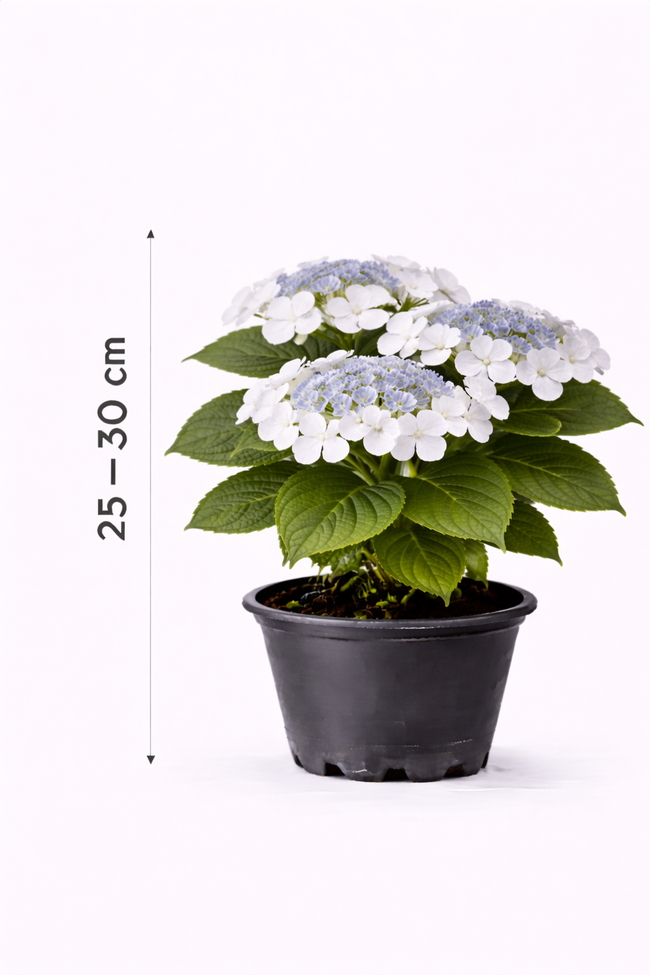 Hydrangea macr. 'Mariesii Grand.' 25 - 30