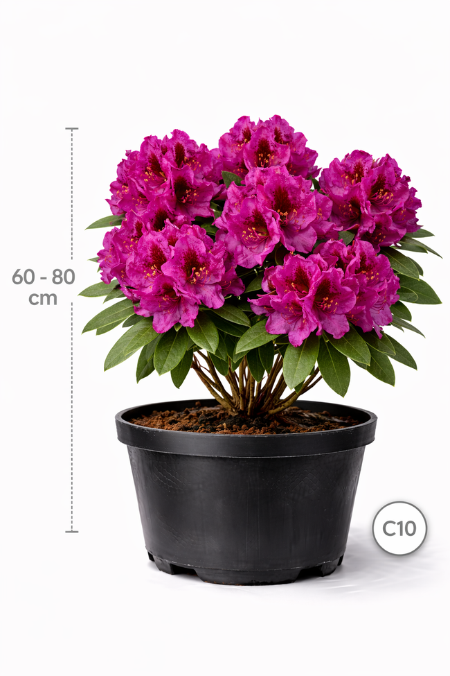 Rhodo (catawb.) 'Lord Roberts' 60 - 80 C10