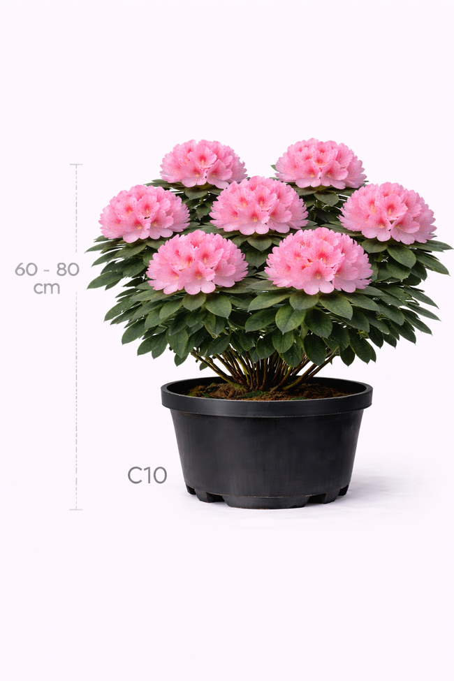 Rhodo 'Roseum Elegans' 60 - 80 c10