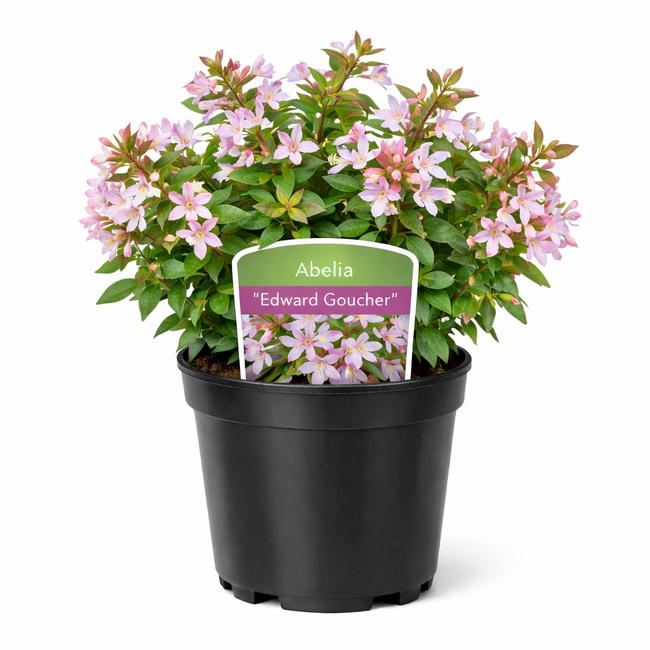 Abelia 'Edward Goucher' 25 - 30