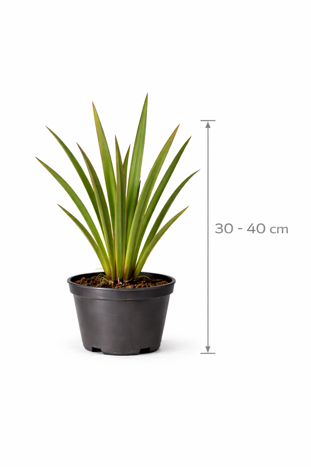 Phormium tenax 30 - 40