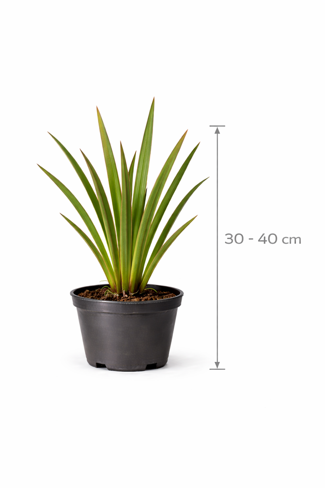 Phormium tenax 30 - 40