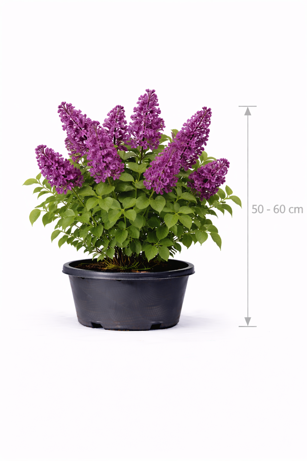 Syringa vulg. 'And. An Ludwig Späth' 50 - 60