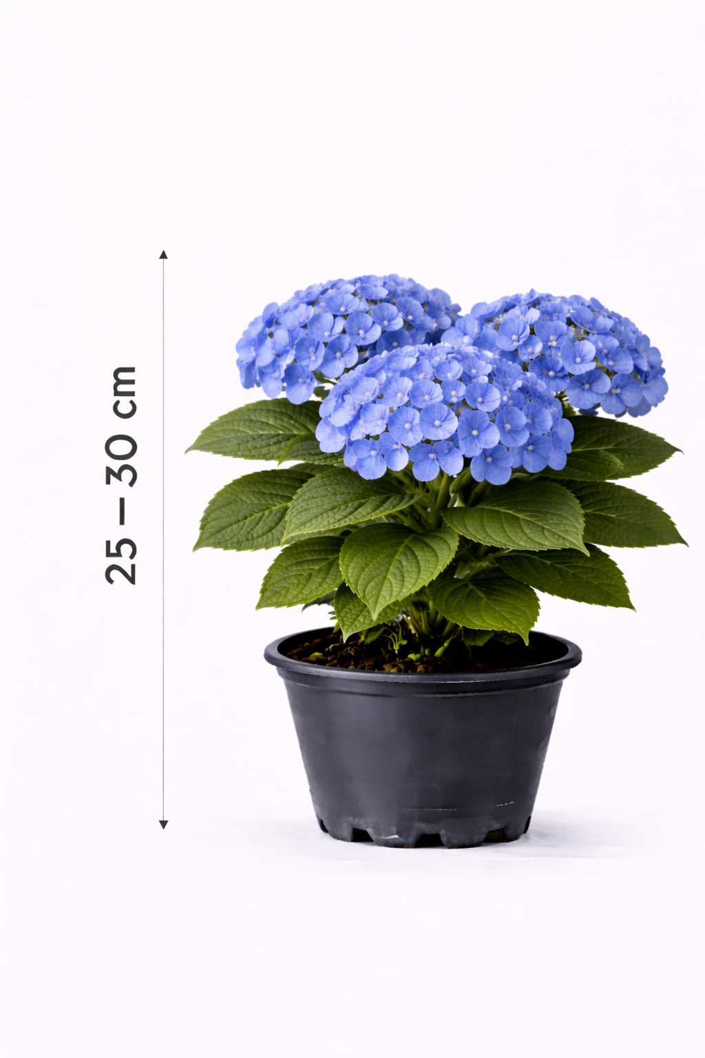 Hydrangea macr. 'Endless Summer The Original' Blue 25 - 30
