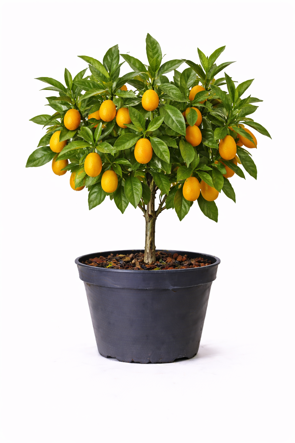 Citrus kumquat  50+-