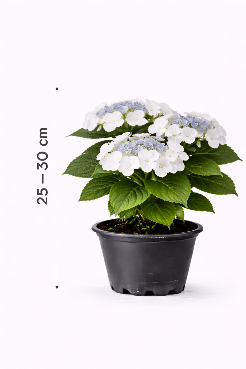 Hydrangea macr. 'Libelle' 25 - 30