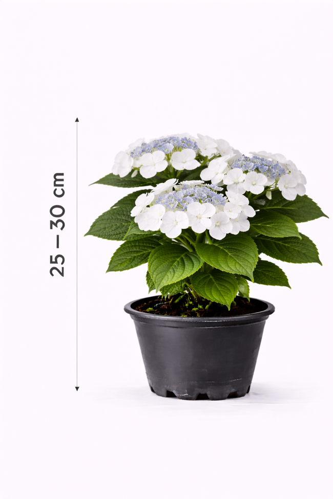Hydrangea macr. 'Libelle' 25 - 30