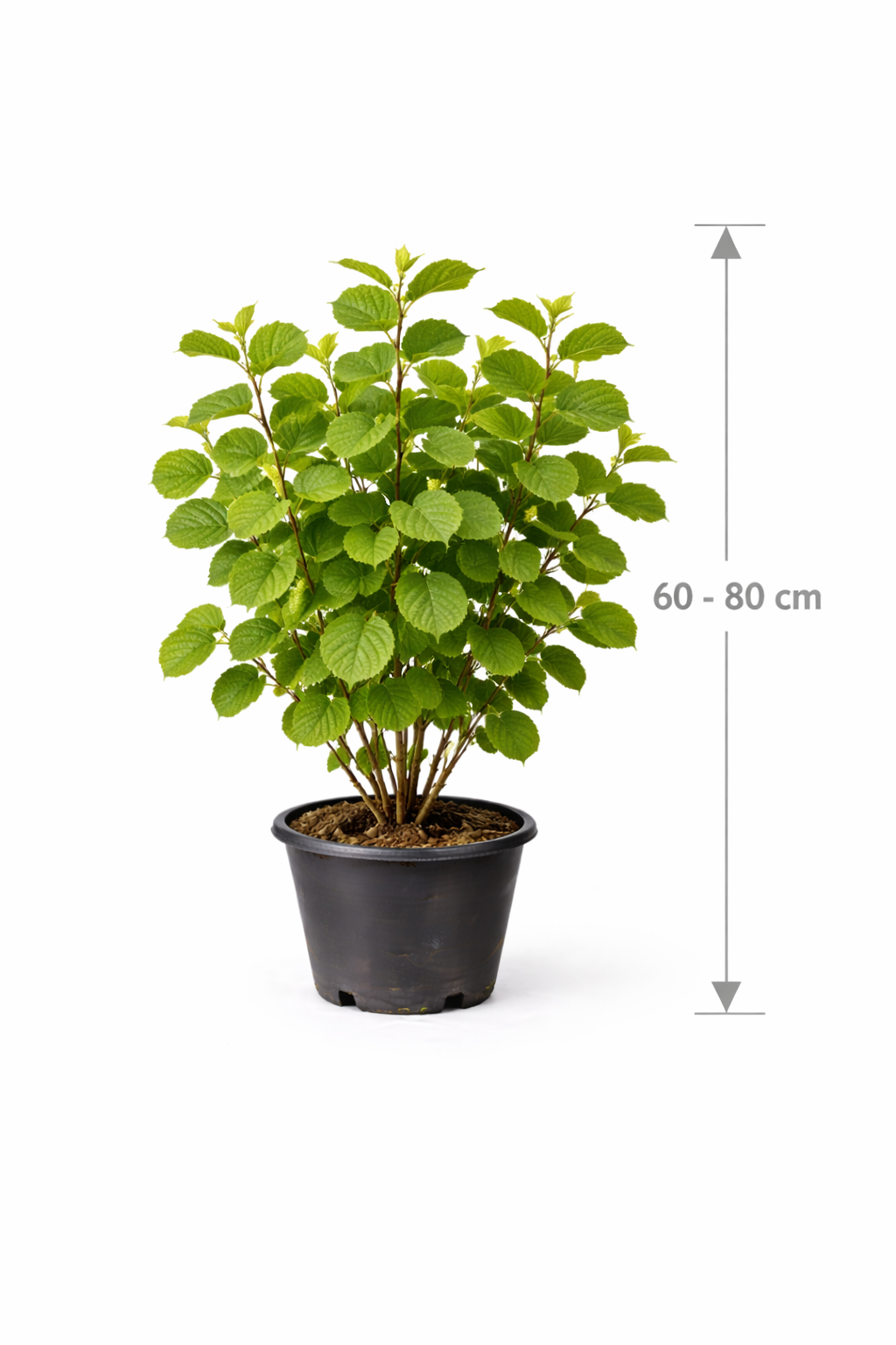 Corylus hybr. 'Lombardii' 60 - 80