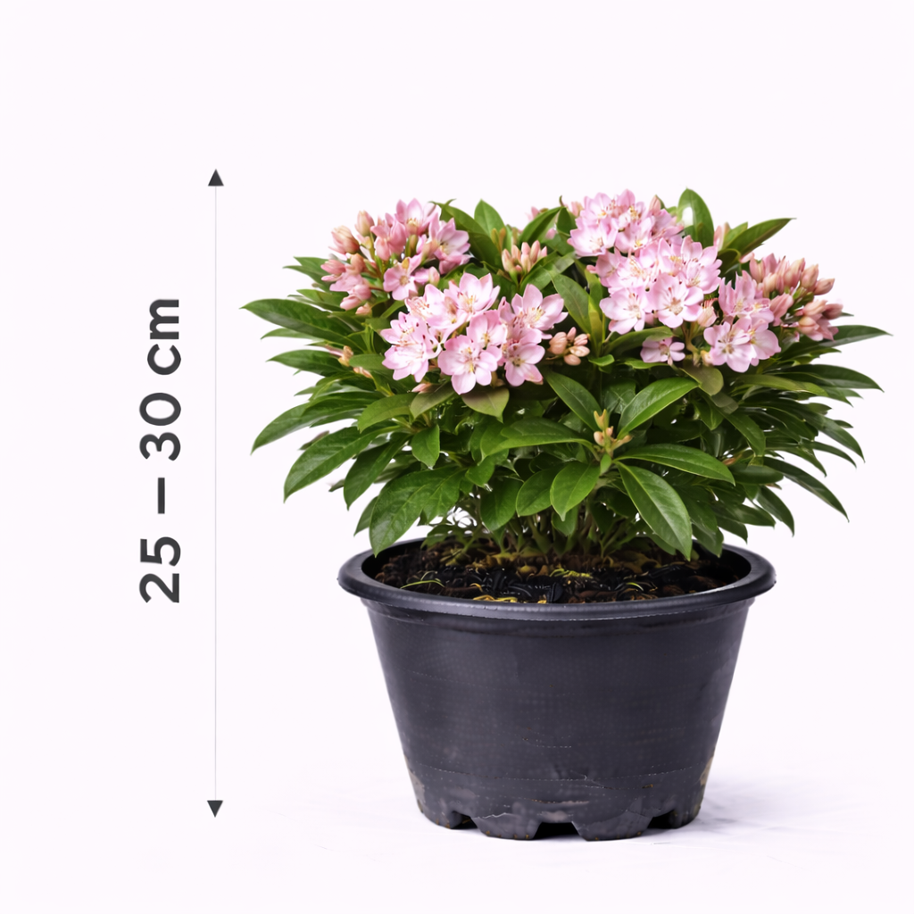 Kalmia latifolia 25 - 30