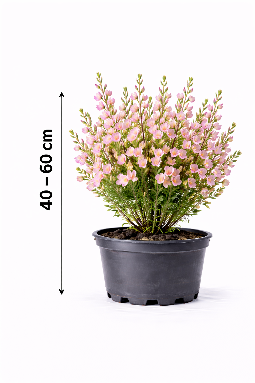 Cytisus 'Moyclare Pink' 40 - 60