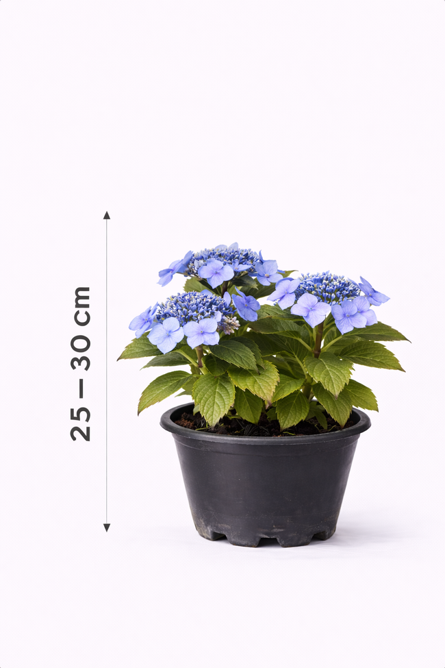 Hydrangea 'Teller Blue' 25 - 30