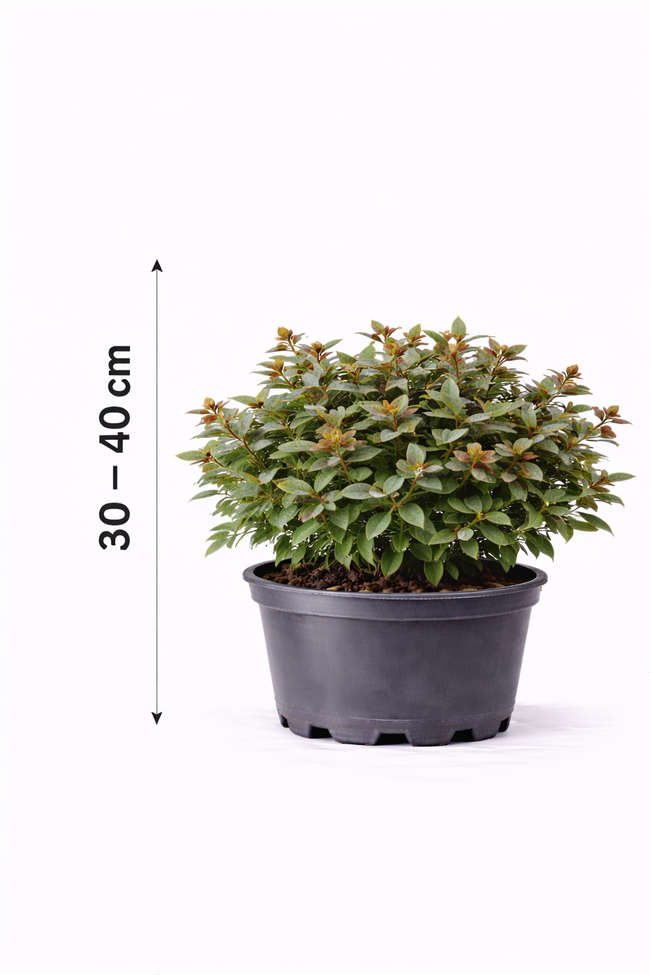 Distylium myr. 'Blue Cascade' 30 - 40