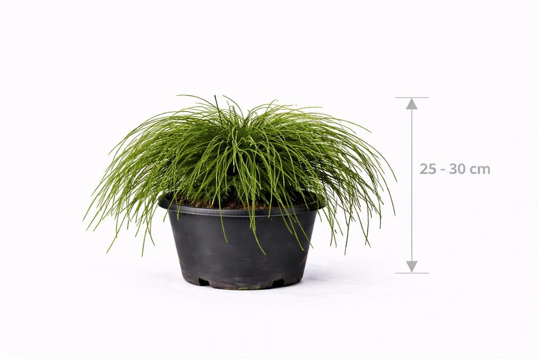 Thuja plic. 'Whipcord' 25 - 30