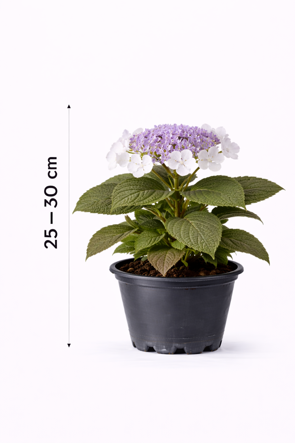 Hydrangea aspera 'Macrophylla' 25 - 30