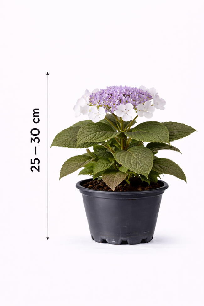 Hydrangea aspera 'Macrophylla' 25 - 30