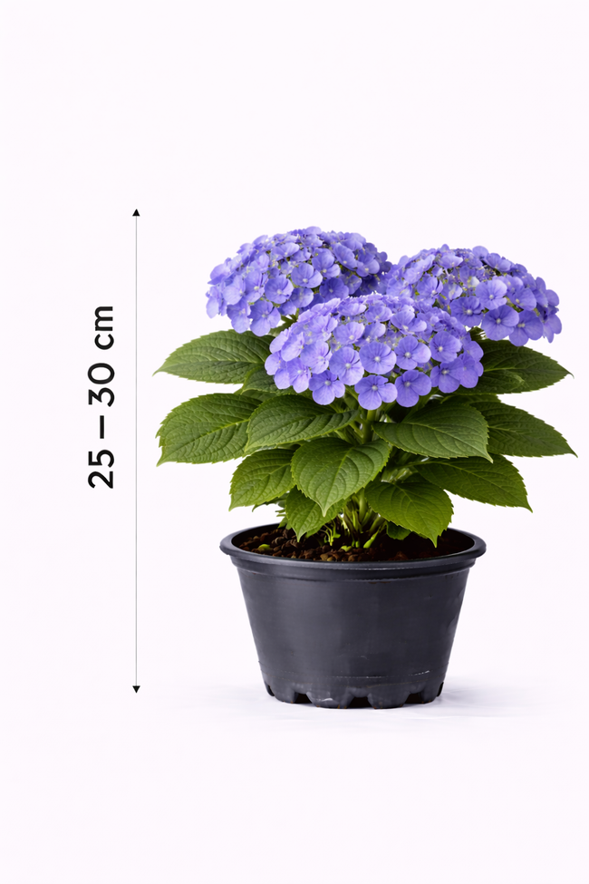 Hydrangea macr. 'Endless Summer Bloomstar Blue' 25 - 30