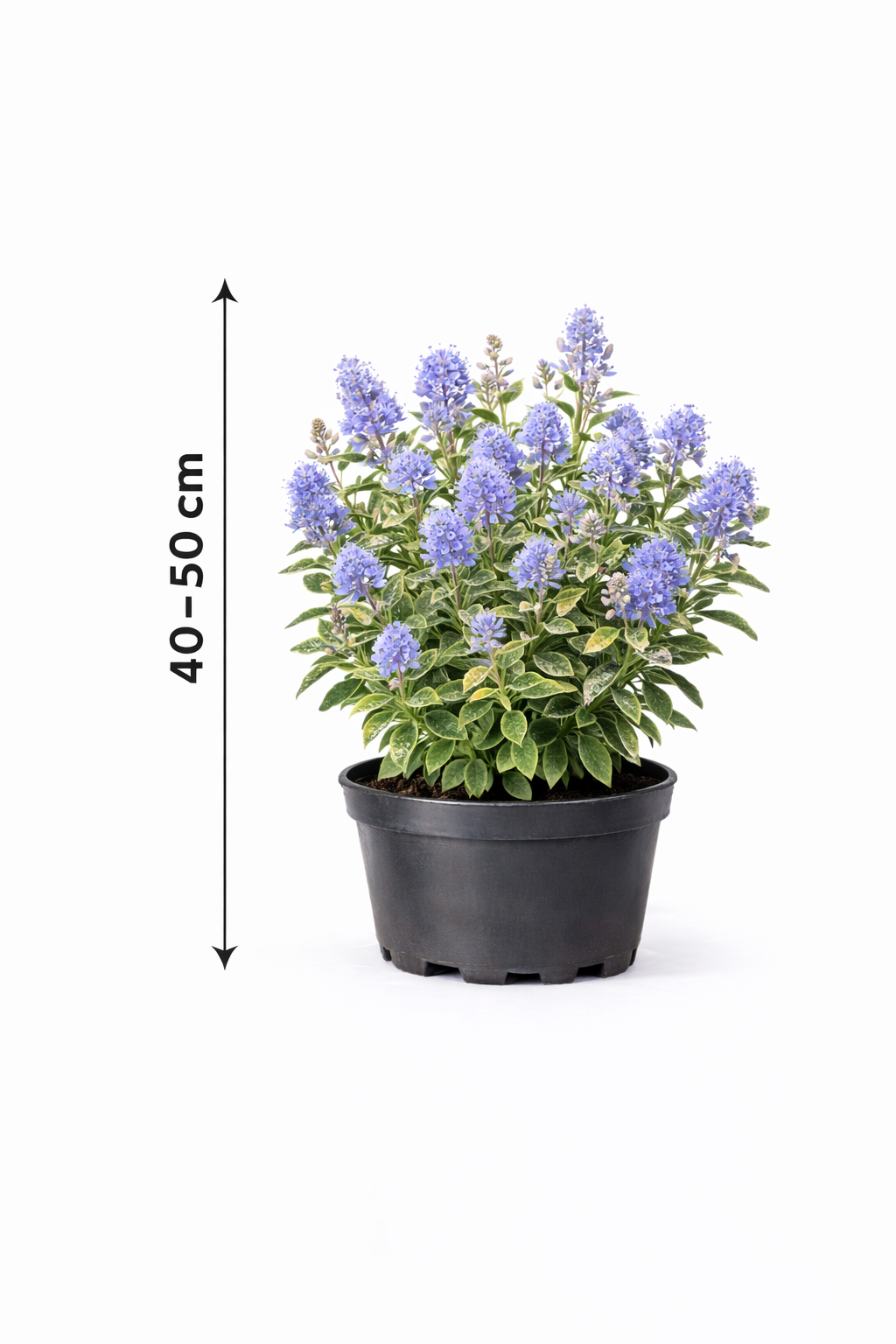 Ceanothus del. 'Gloire de Versailles' 40 - 50