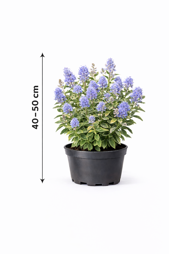 Ceanothus del. 'Gloire de Versailles' 40 - 50