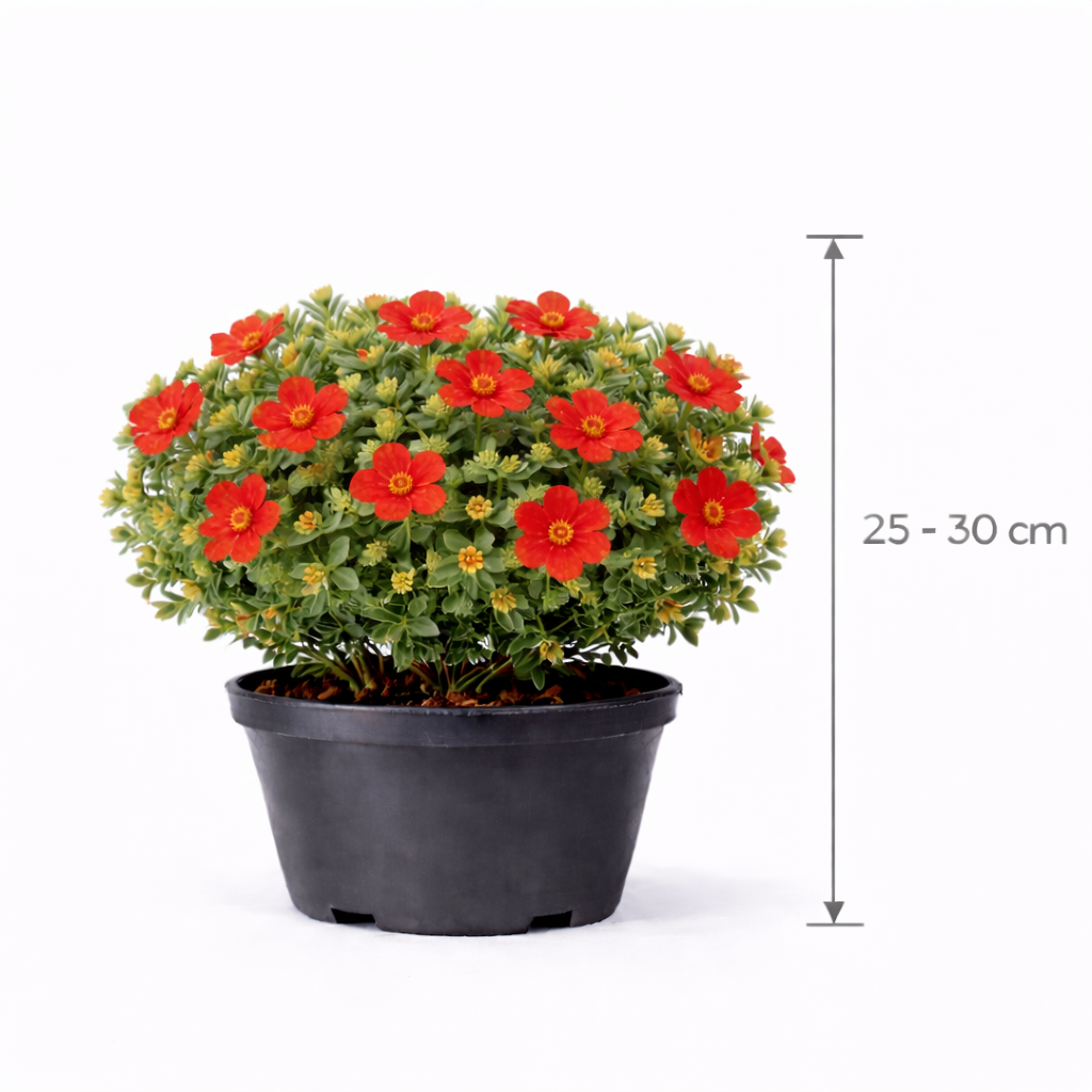 Potentilla frut. 'Marian Red Robin' 25 - 30