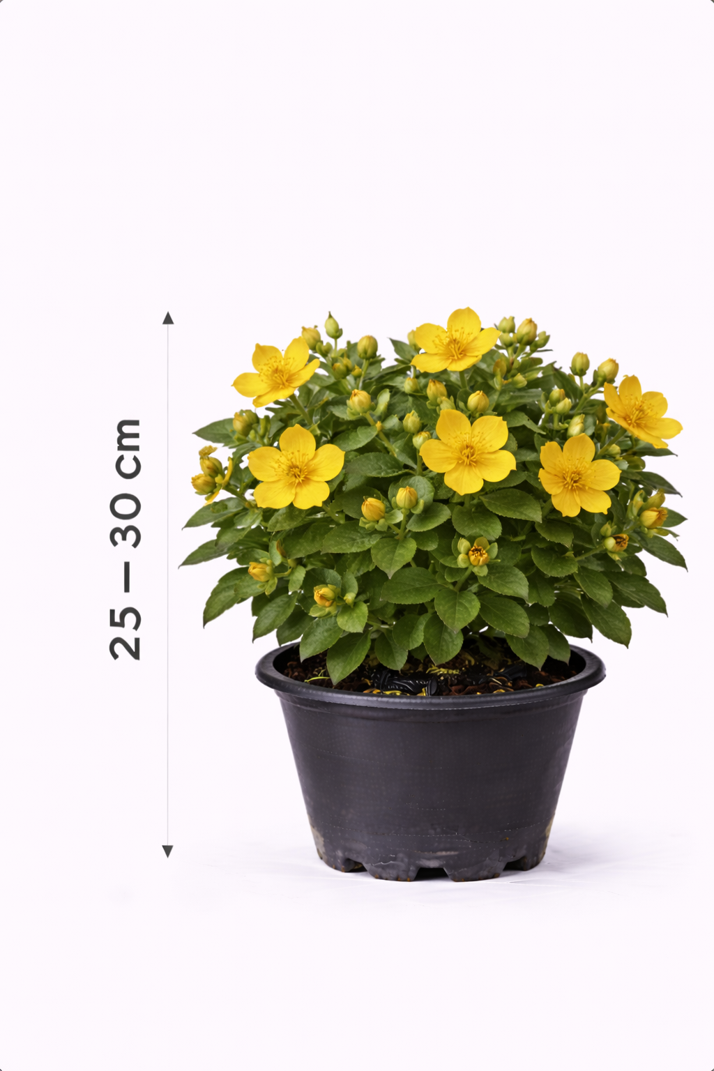 Hypericum hybr. 'Hidcote' 25 - 30