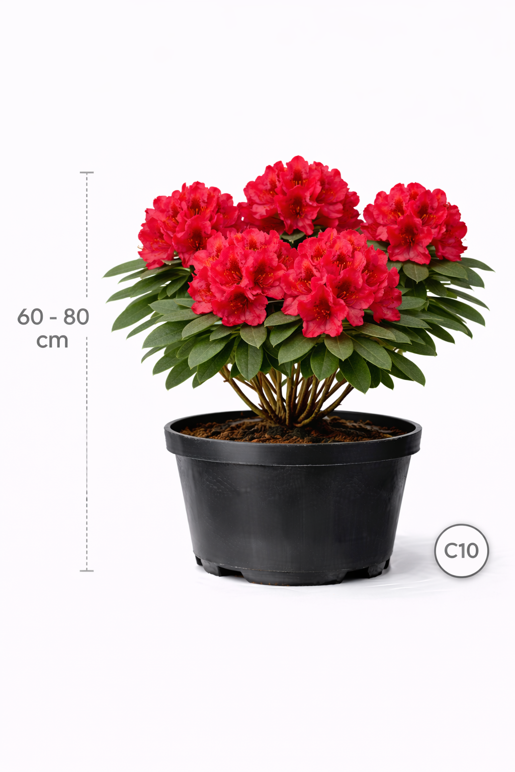 Rhodo (catawb.) 'Nova Zembla' 60 - 80 C10