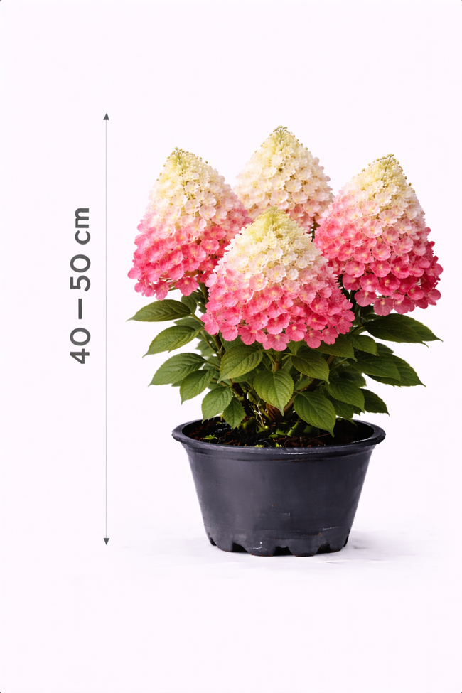 Hydrangea pan. 'Diamond Rouge' 40 - 50