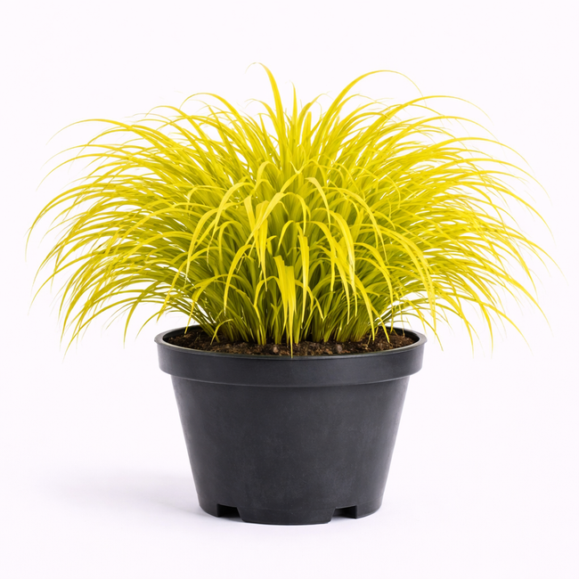 Hakonechloa macra 'All Gold' C3