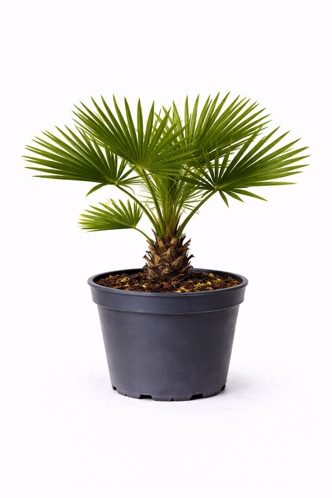 Trachycarpus fortunei 50 - 60