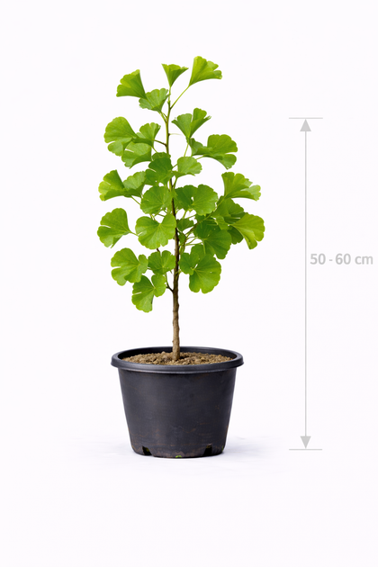 Ginkgo biloba 50 - 60