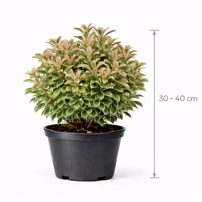 Pittosporum ten. 'Elizabeth' 30 - 40