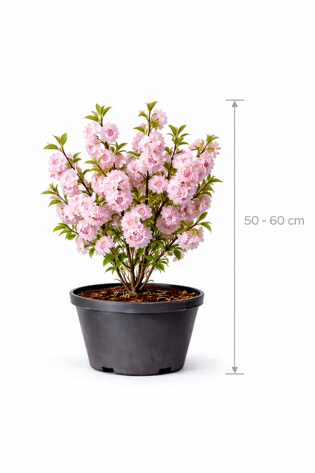 Prunus triloba 50 -  60